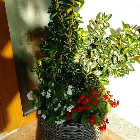 Avar Vendeghaz Sopron